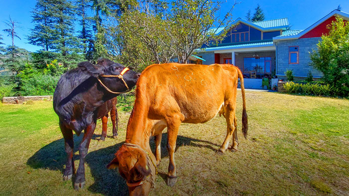 Fresh Dairy Products From Our Own Cows